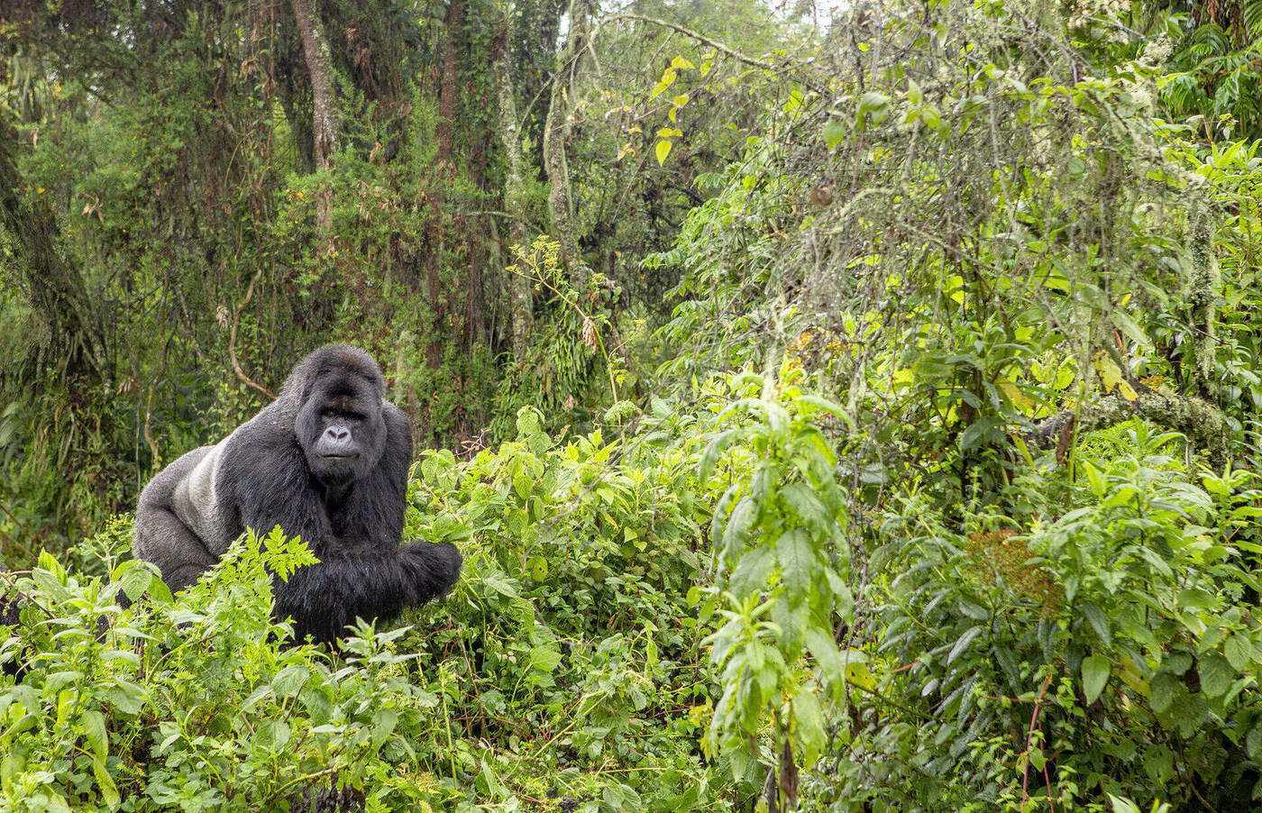 Mountain Gorilla, Bwindi, Uganda